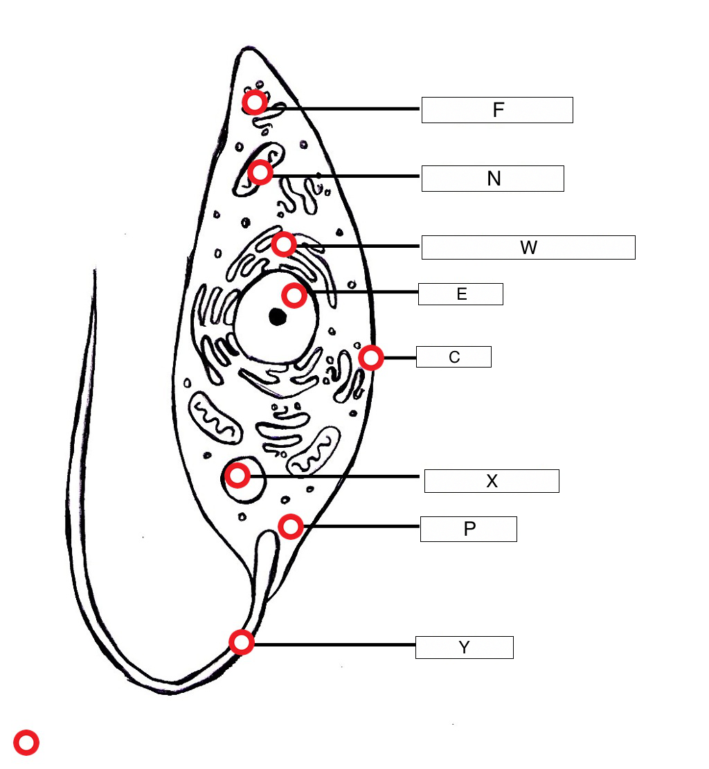 diagram of protozoa wiring diagram schematics
