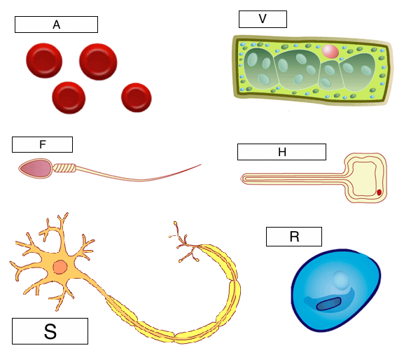 cell biology (lesson 0475) - TQA explorer