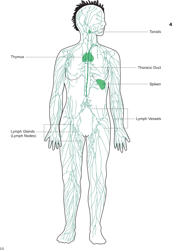 immune system defenses (lesson 0404) TQA explorer