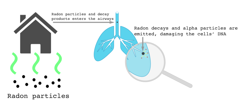 Radon enters the airways and causes lung cancer.