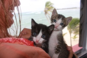 These kittens were found in the trash when they were just two days old, but here they are at six weeks, flourishing!