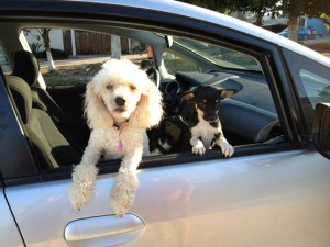 Off to the clinic!