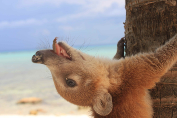 coatis
