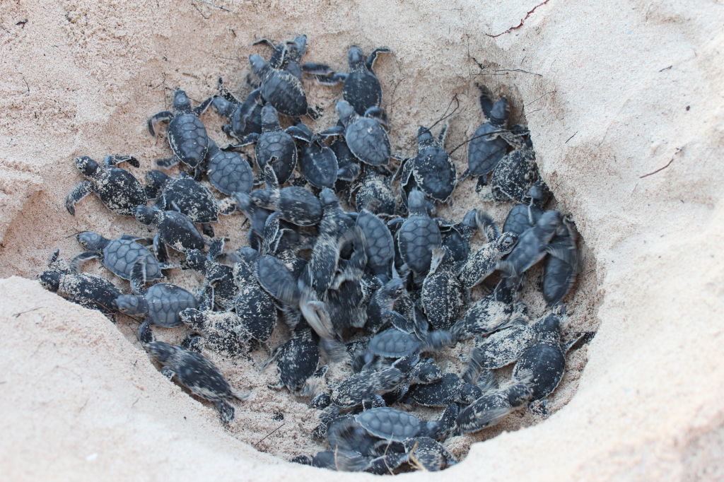 Akumal Turtles