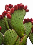 nopal-2