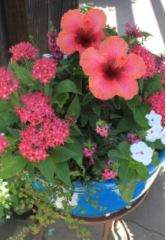 hibiscus1