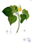 hibiscus2