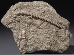 Rock Sample, Fossiliferous limestone, single