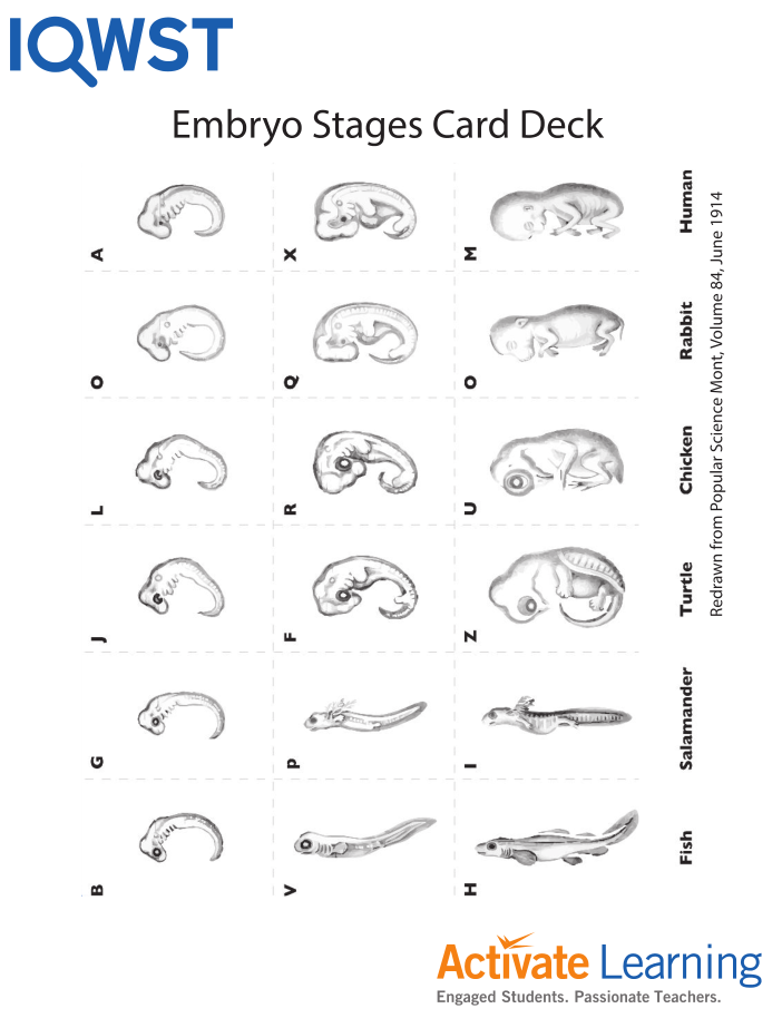 Embryo Stages Card Deck, 8/set