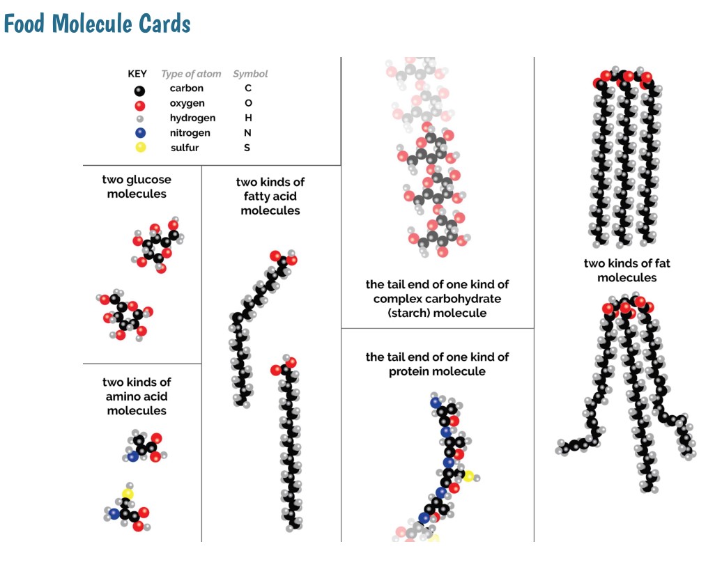 Food Molecule Cards, Laminated Set