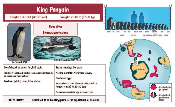 Lesson 1, Data Cards for Modern Penguins and Pedro