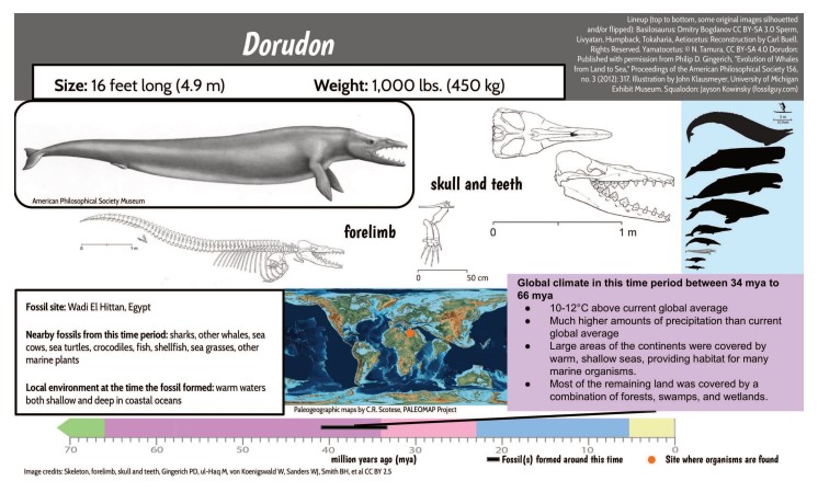 Lesson 5, Day 2 Whale Data Cards