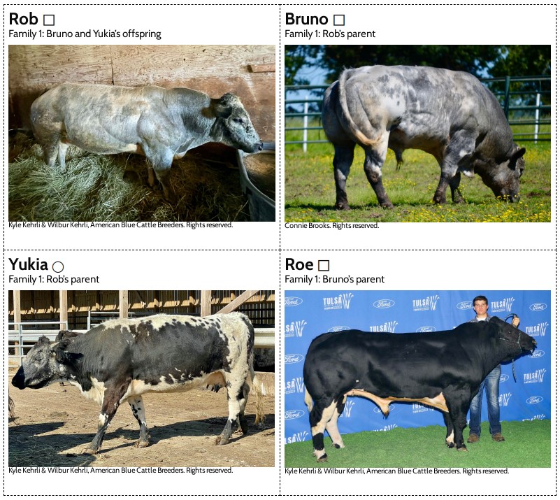 Lesson 5 Prints: Cattle Pedigree Cards