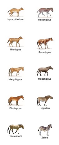 Lesson 5: Horse Stickers, Sheet of 10