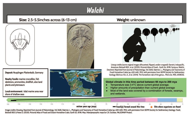 Lesson 5, Day 2 Horseshoe Crab Data Cards