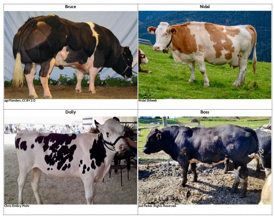 Lesson 1 Cards: Cattle