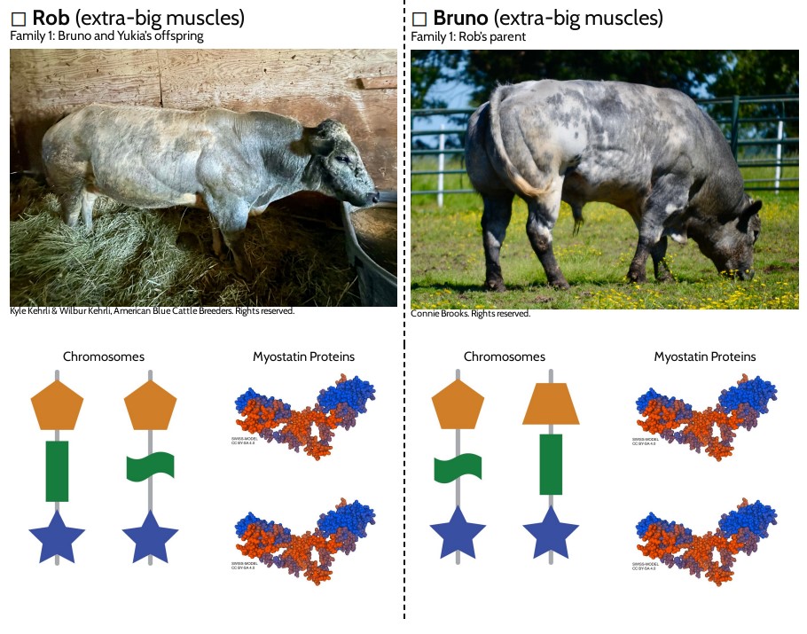 Lesson 6 Prints: Chromosomes and Proteins Data Cards