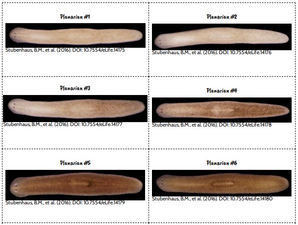 Lesson 11 Cards: Planaria