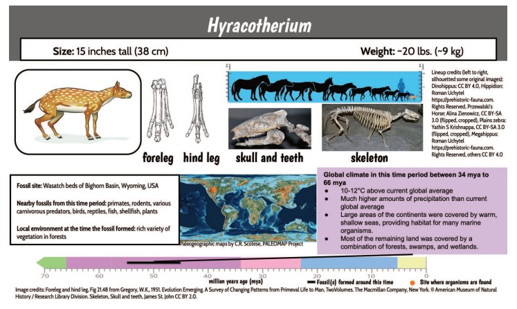 Lesson 5, Day 2 Horse Data Cards