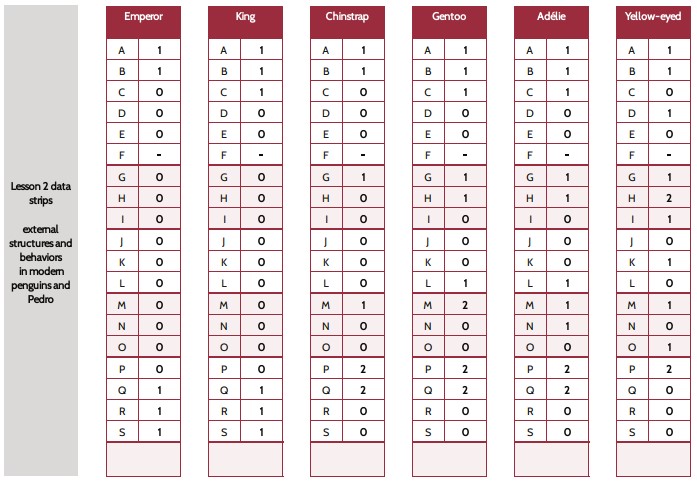 Lesson 2 Data Strips: External Structures in Modern Penguins and Pedro Set of 19