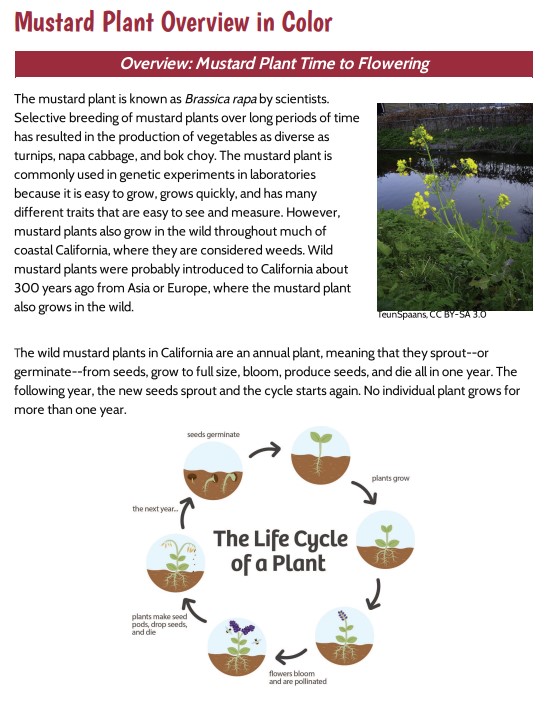 Lesson 7, Mustard Plant Overview
