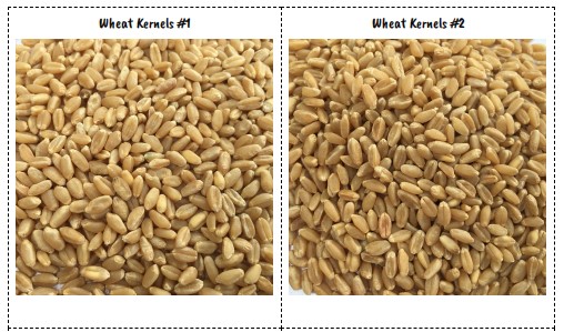 Lesson 11 Cards: Wheat Kernels