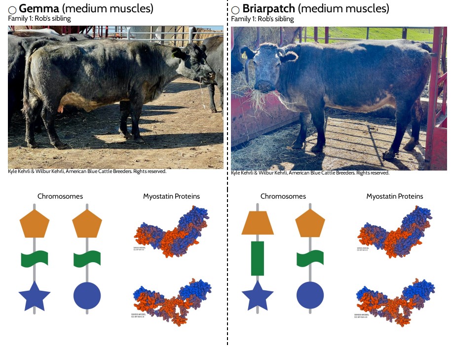 Lesson 8 Prints: Cattle Siblings Data Cards