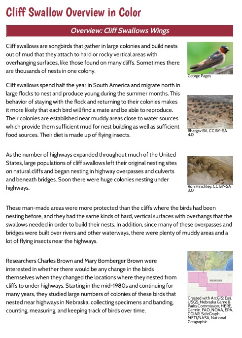 Lesson 7, Cliff Swallow Overview