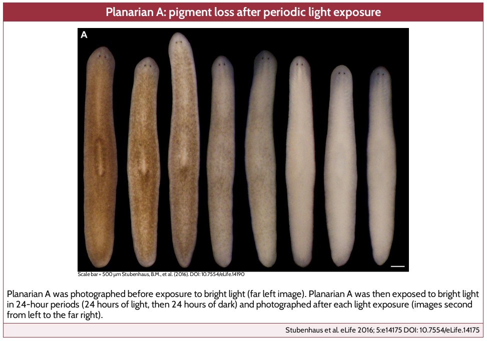 Lesson 15 Prints: Planaria Gallery Walk