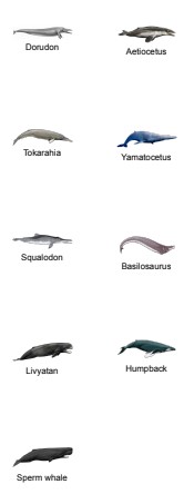 Lesson 5: Whale Stickers, Sheet of 9