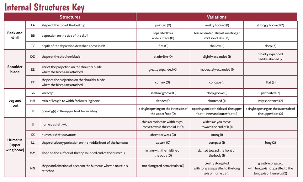 Lesson 2, Key for Internal Structures