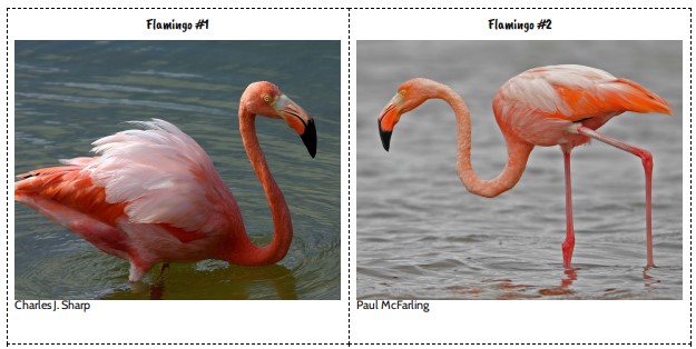 Lesson 11 Cards: Flamingo