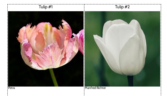 Lesson 1 Cards: Tulips