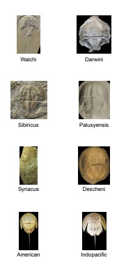 Lesson 5: Horseshoecrab Stickers, Sheet of 8