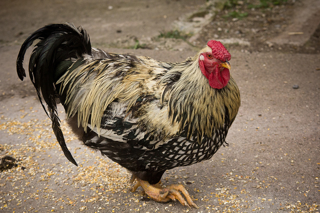 WHAT IS GASTROENTERITIS? MOTHER DIES AFTER EATING A FEW MOUTHFULS OF CHICKEN ON VACATION