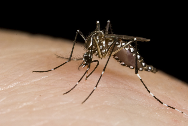 Dengue mosquito immune to insecticide