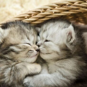 kittens-in-a-basket