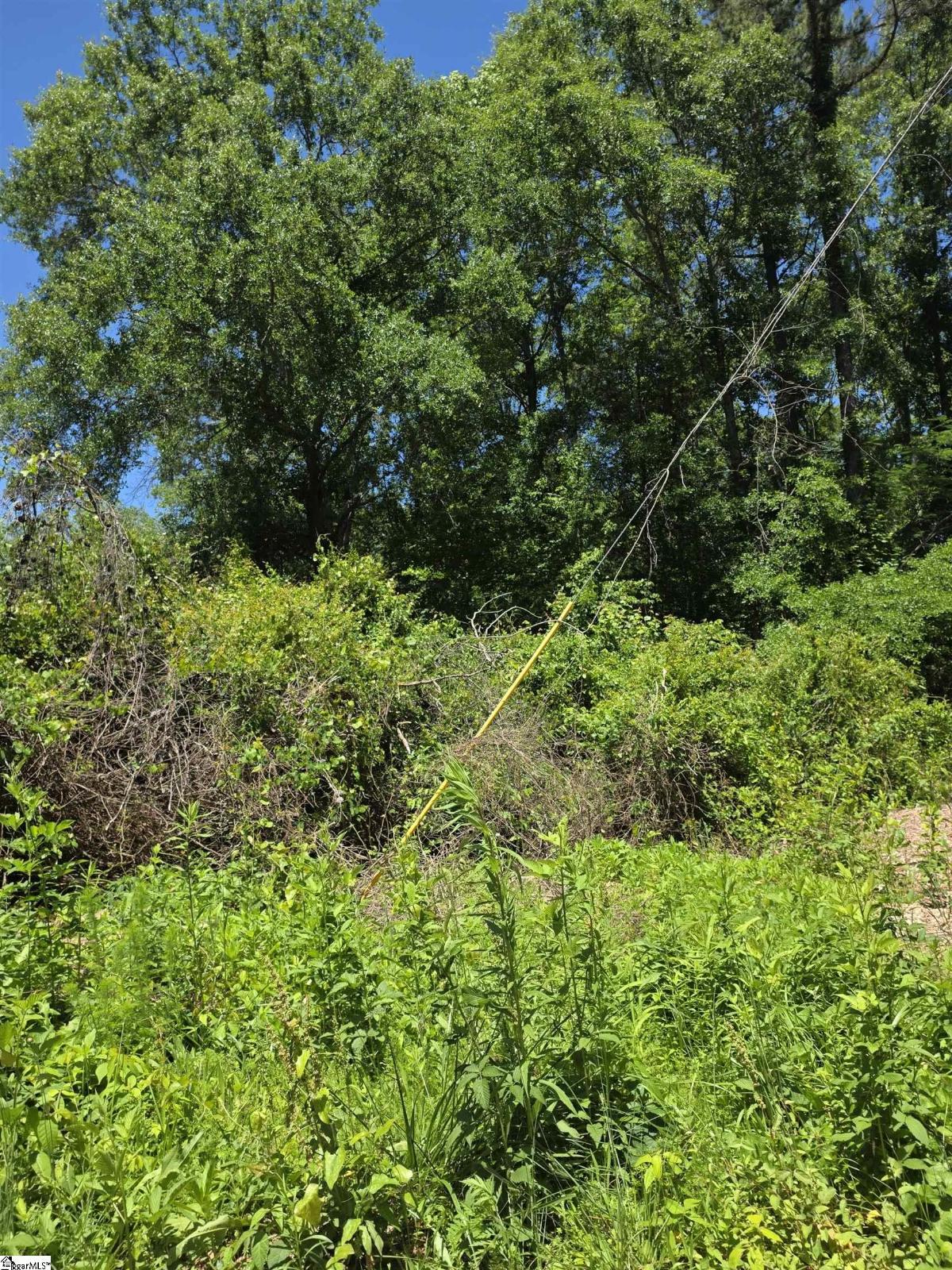 Tree Top Lane