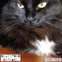 Fusion Purrs by Salvatore Catania