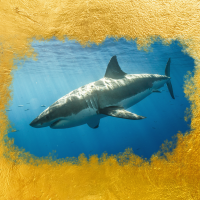 Sharks by Ryan Gordon