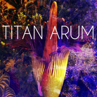 Titan Arum by Albano the Madman
