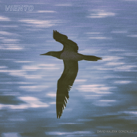 Viento by David Najera Gonzalez