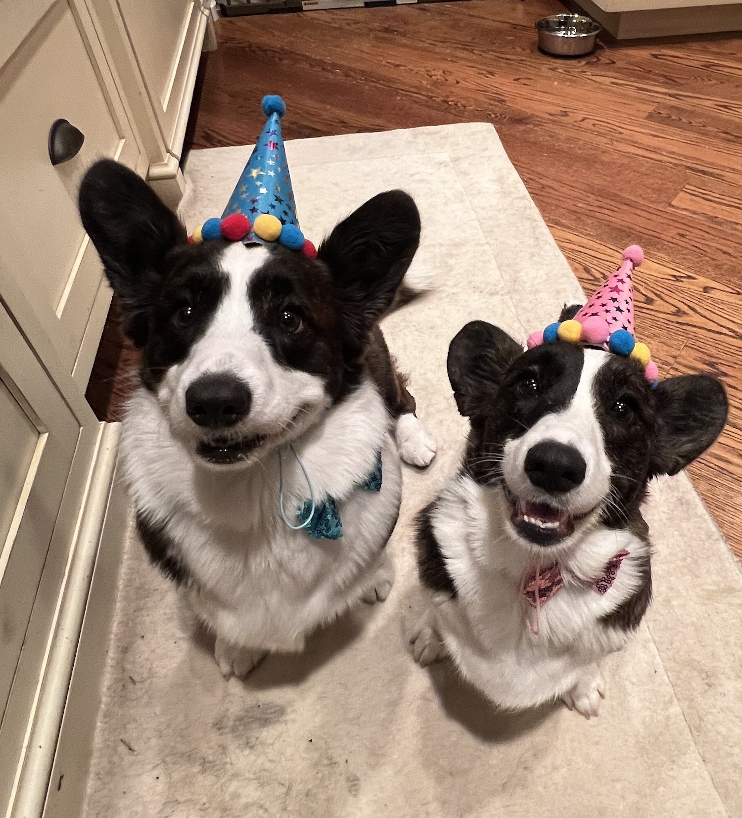 Liam and Hannah's Last Birthday — jazz photo by Michael Fremer | All About Jazz