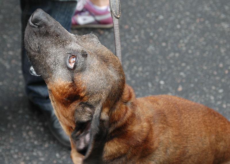 Dogs at Molde Jazz