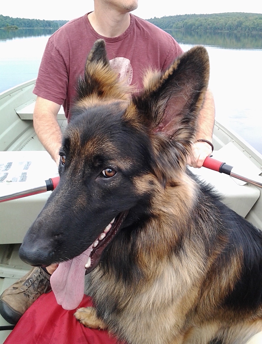 Sammy the German Shepherd