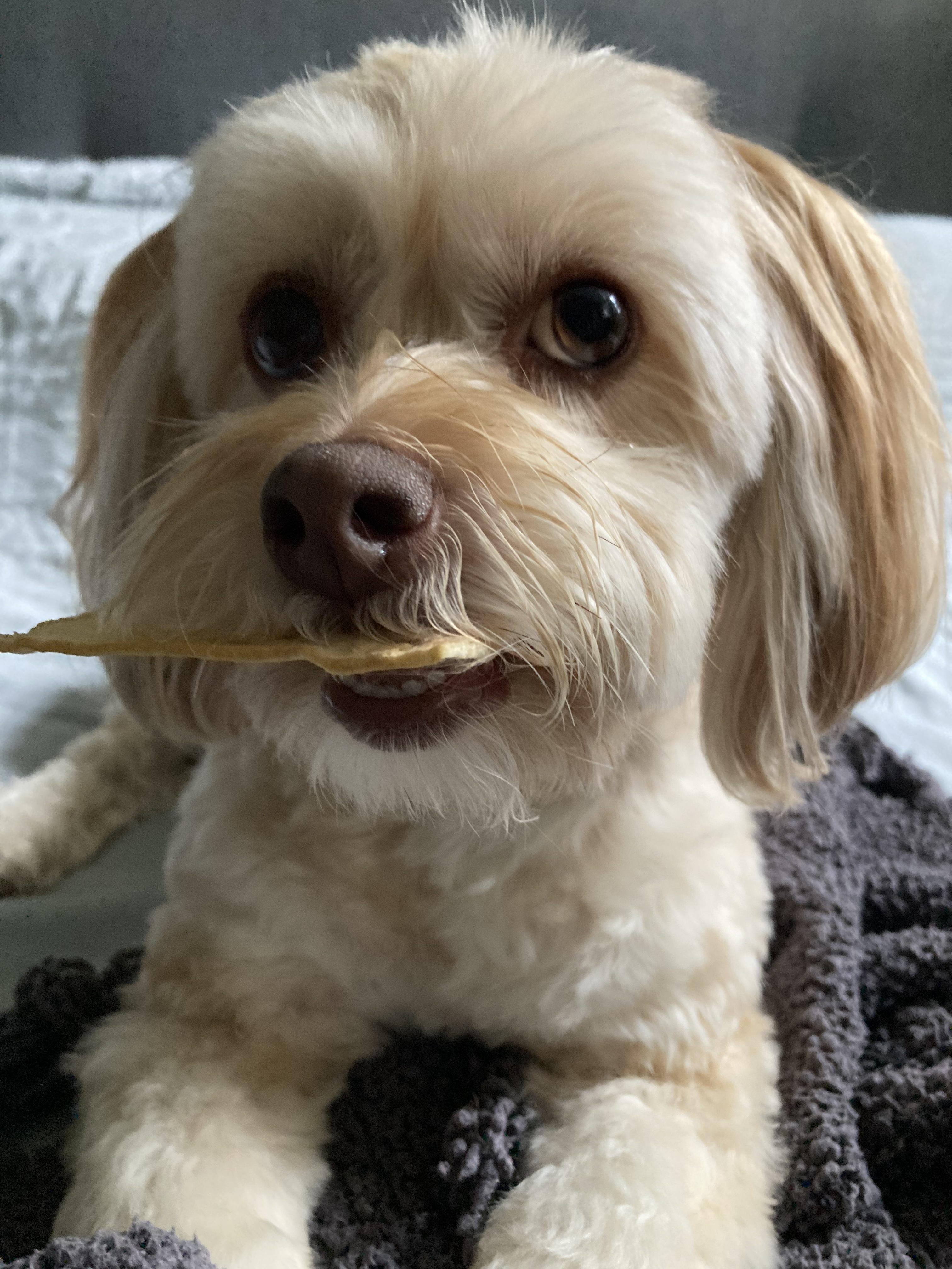 Willow Jerrom-McBride