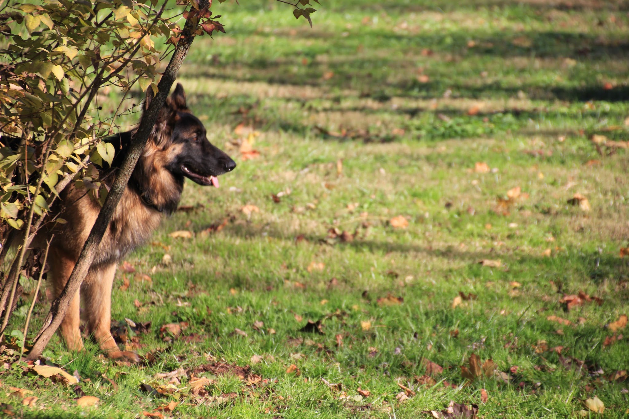 Sammy the German Shepherd