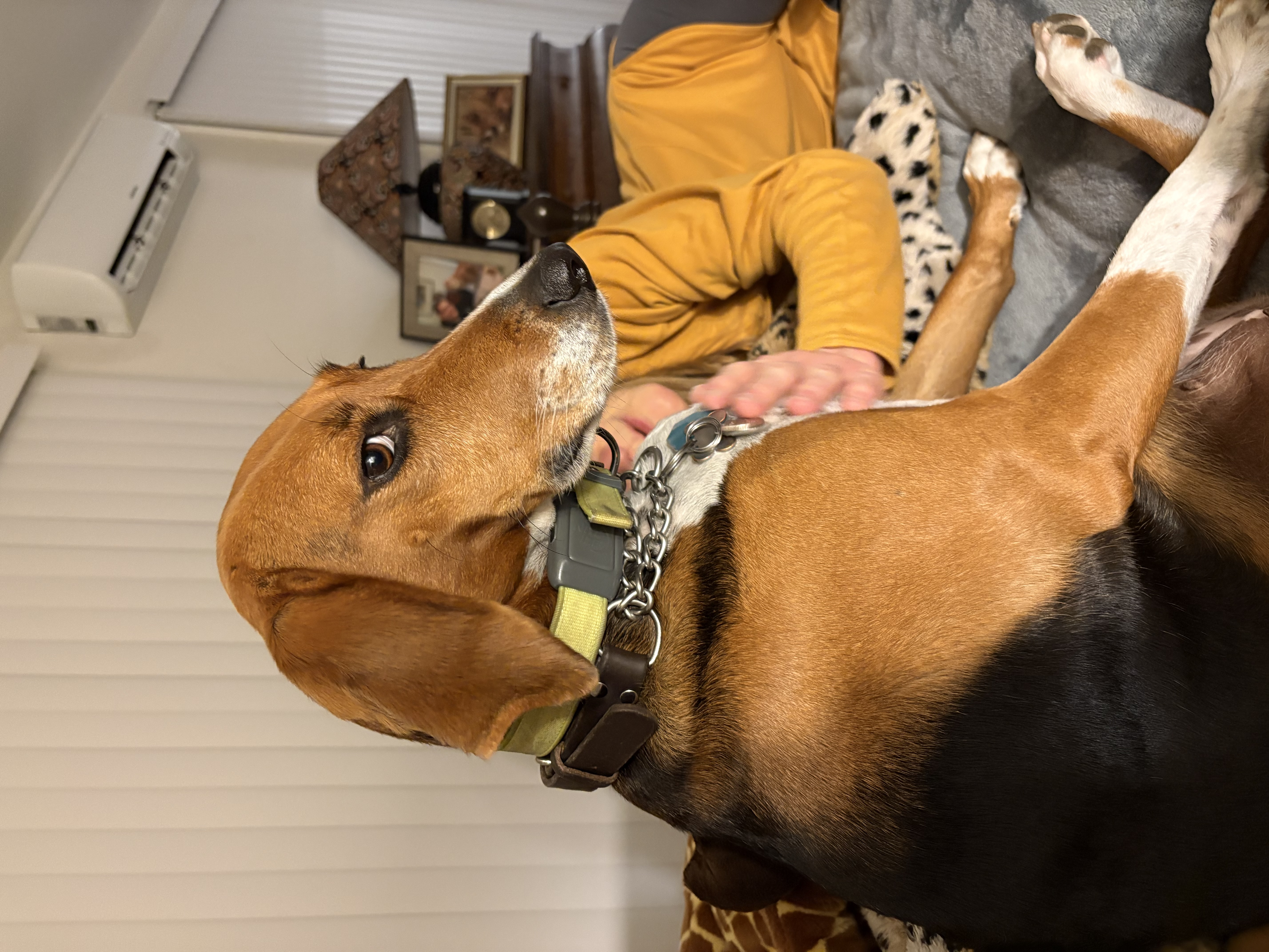 Layla giving her classic side-eye — jazz photo by Daniel Woolf | All About Jazz