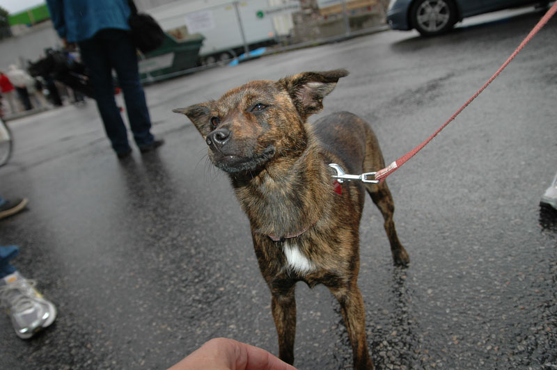 Dogs at Molde Jazz