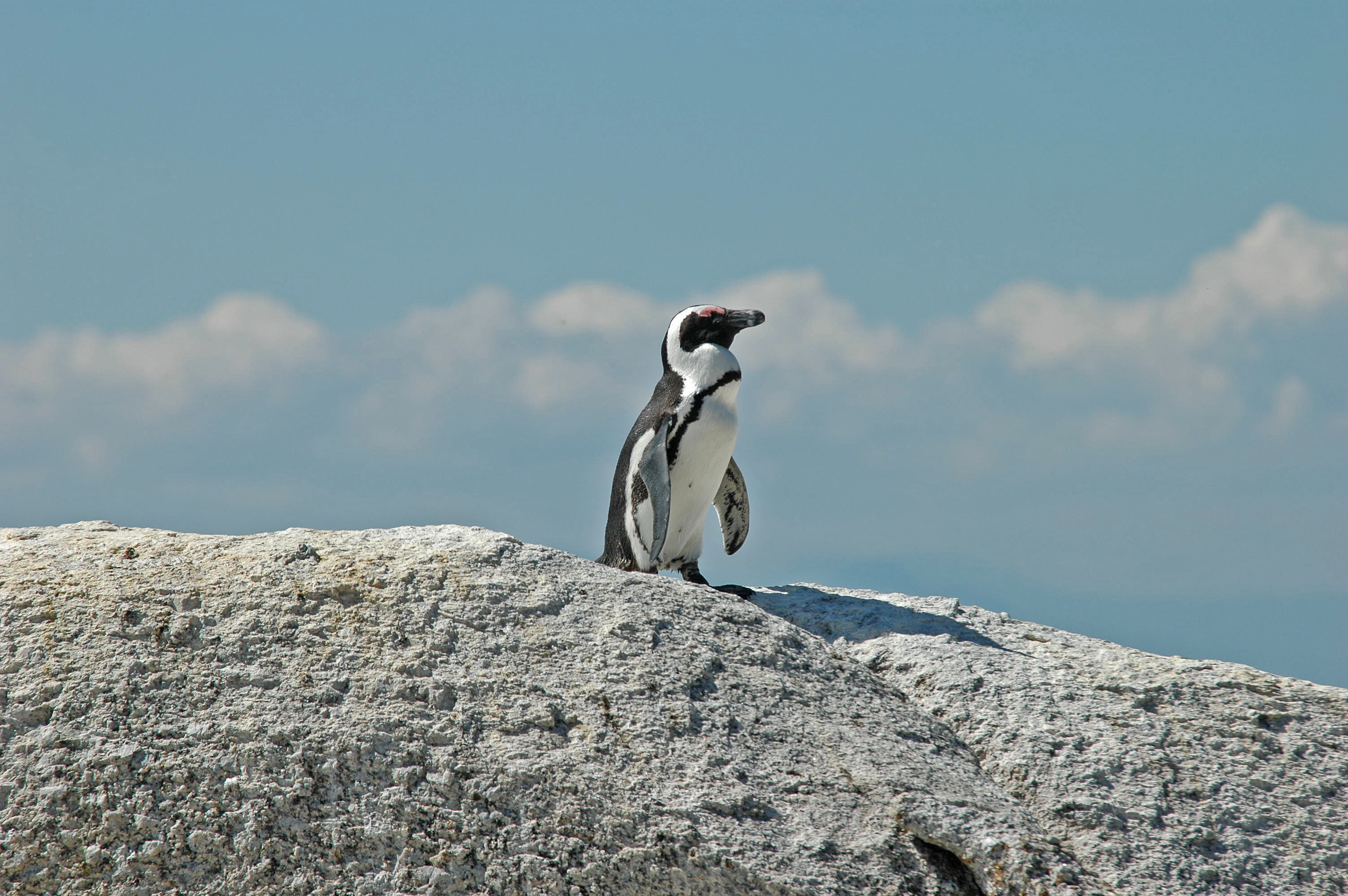 Paradoxical Penguins, Boulders Beach, South Africa